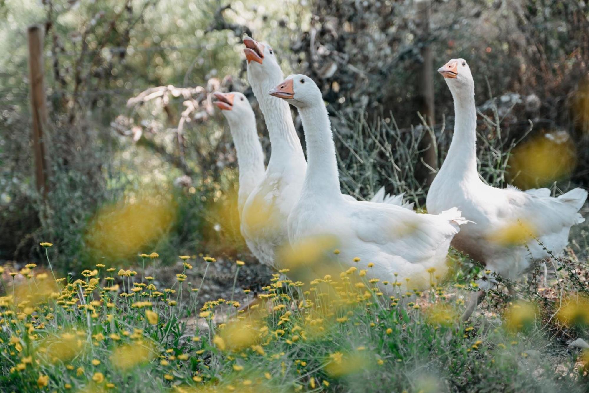 Poggio Al Vento Βίλα Manciano Εξωτερικό φωτογραφία